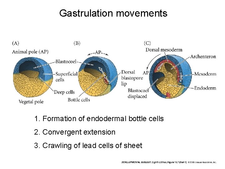 Gastrulation movements 1. Formation of endodermal bottle cells 2. Convergent extension 3. Crawling of