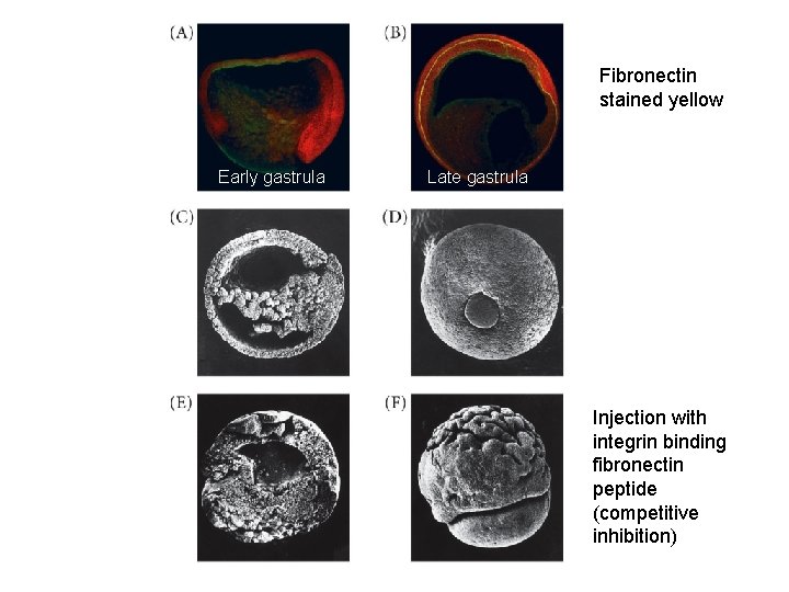 Fibronectin stained yellow Early gastrula Late gastrula Injection with integrin binding fibronectin peptide (competitive