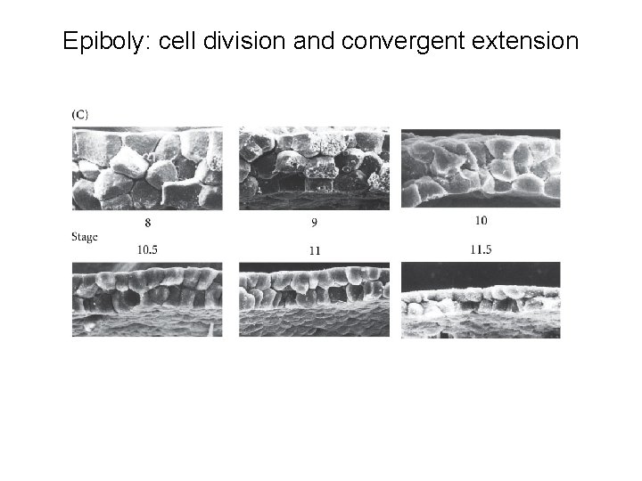 Epiboly: cell division and convergent extension 