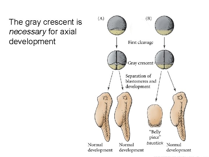 The gray crescent is necessary for axial development baustück 