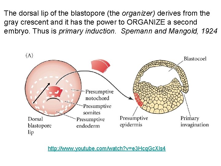 The dorsal lip of the blastopore (the organizer) derives from the gray crescent and
