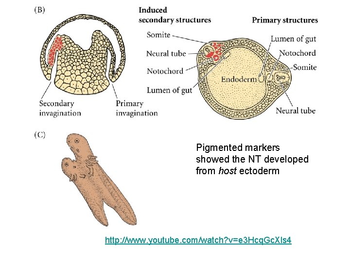 Pigmented markers showed the NT developed from host ectoderm http: //www. youtube. com/watch? v=e