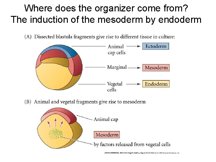 Where does the organizer come from? The induction of the mesoderm by endoderm 