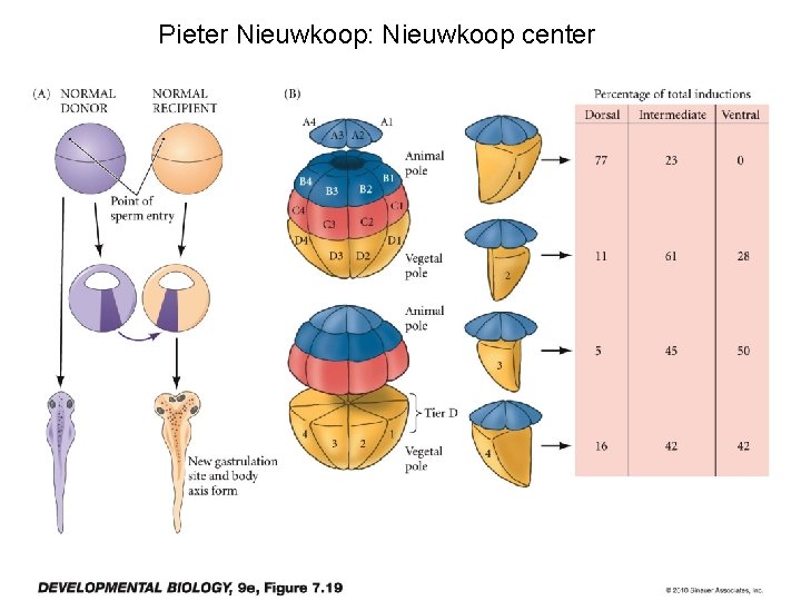 Pieter Nieuwkoop: Nieuwkoop center 