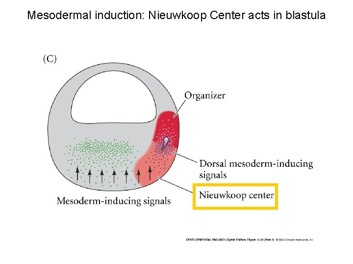 Mesodermal induction: Nieuwkoop Center acts in blastula 