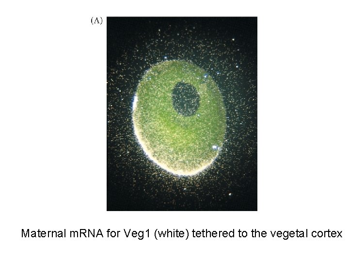 Maternal m. RNA for Veg 1 (white) tethered to the vegetal cortex 
