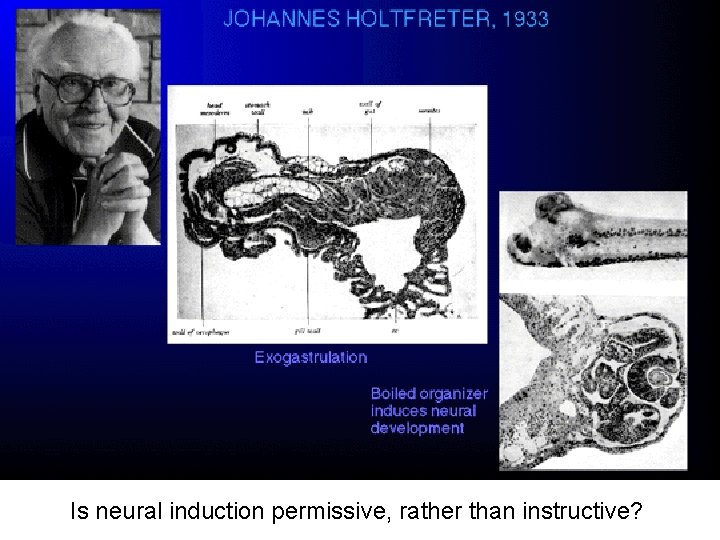 Is neural induction permissive, rather than instructive? 