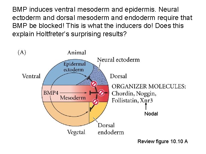 BMP induces ventral mesoderm and epidermis. Neural ectoderm and dorsal mesoderm and endoderm require