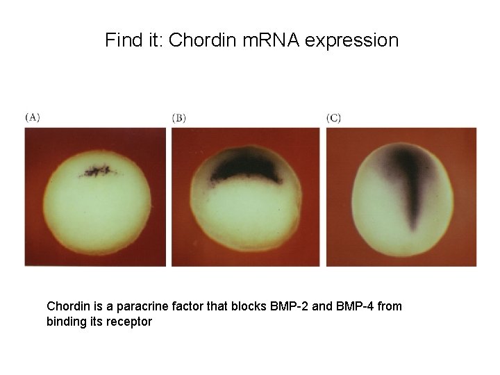 Find it: Chordin m. RNA expression Chordin is a paracrine factor that blocks BMP-2