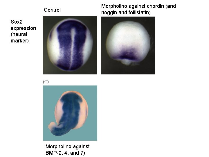Control Sox 2 expression (neural marker) Morpholino against BMP-2, 4, and 7) Morpholino against