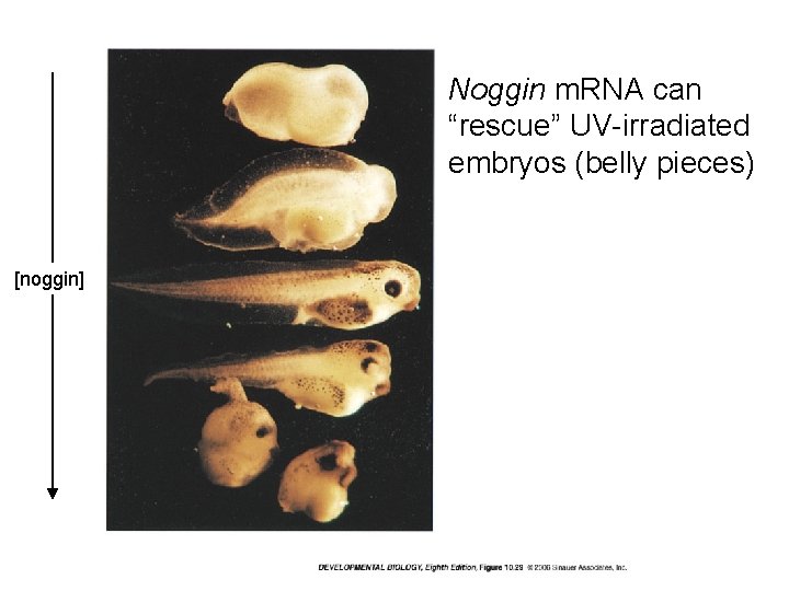 Noggin m. RNA can “rescue” UV-irradiated embryos (belly pieces) [noggin] 