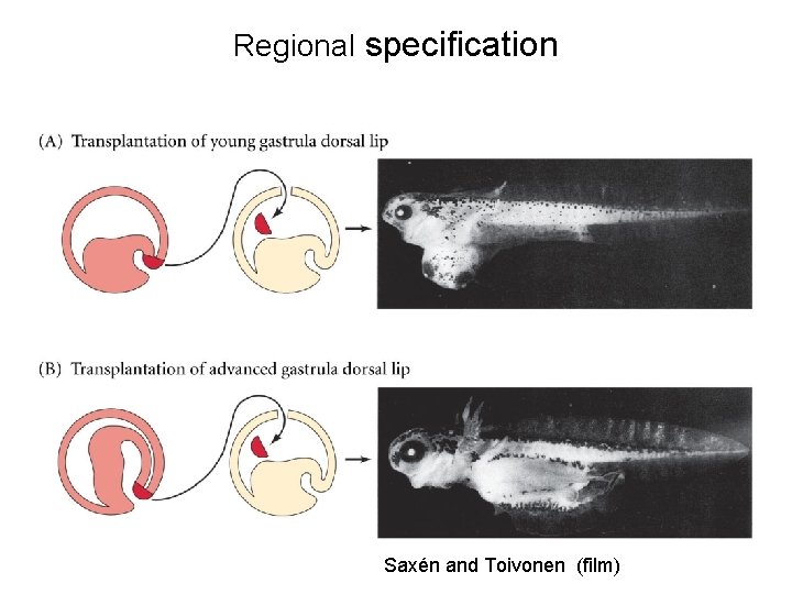 Regional specification Saxén and Toivonen (film) 