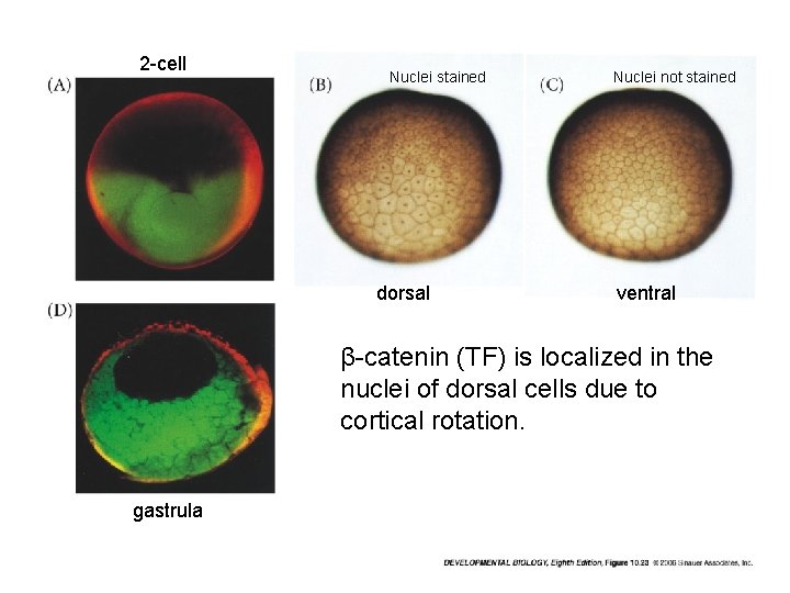 2 -cell Nuclei stained dorsal Nuclei not stained ventral β-catenin (TF) is localized in