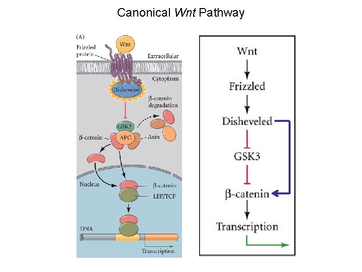 Canonical Wnt Pathway 
