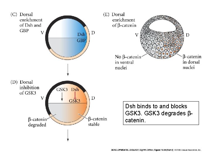 Dsh binds to and blocks GSK 3 degrades βcatenin. 