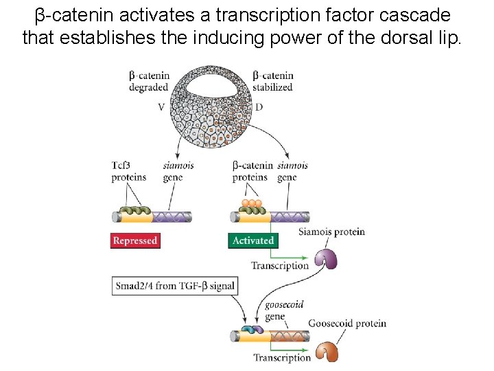 β-catenin activates a transcription factor cascade that establishes the inducing power of the dorsal