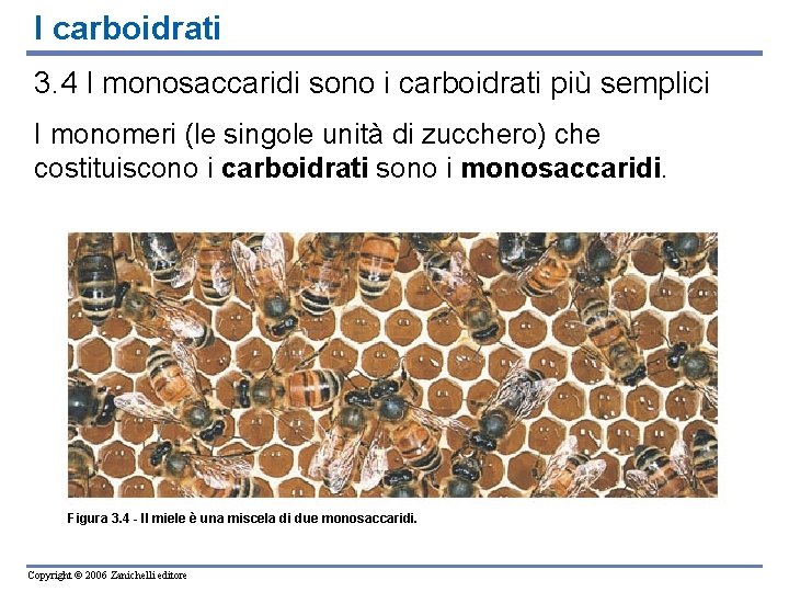 I carboidrati 3. 4 I monosaccaridi sono i carboidrati più semplici I monomeri (le
