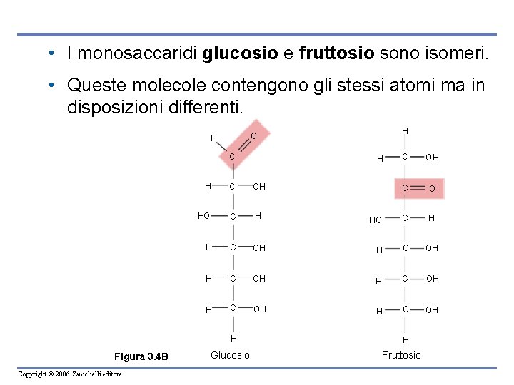  • I monosaccaridi glucosio e fruttosio sono isomeri. • Queste molecole contengono gli