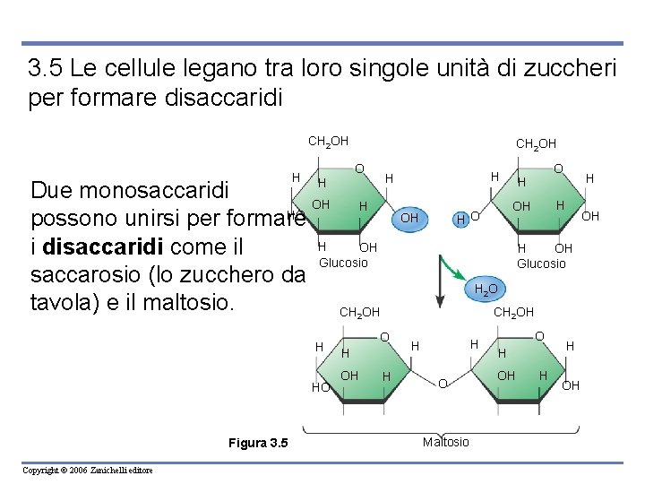 3. 5 Le cellule legano tra loro singole unità di zuccheri per formare disaccaridi