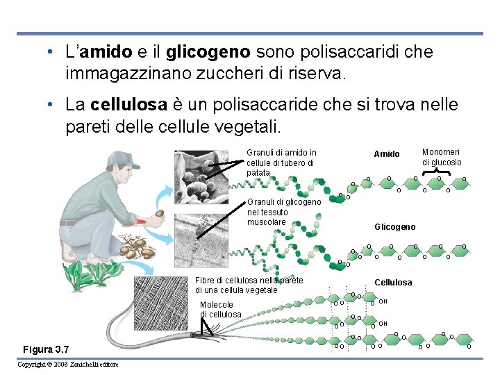  • L’amido e il glicogeno sono polisaccaridi che immagazzinano zuccheri di riserva. •