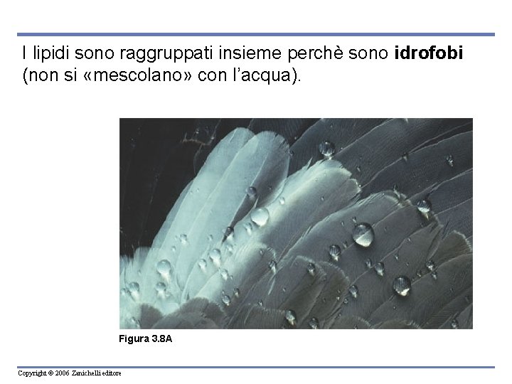 I lipidi sono raggruppati insieme perchè sono idrofobi (non si «mescolano» con l’acqua). Figura