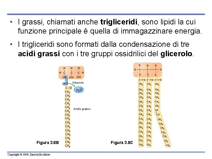  • I grassi, chiamati anche trigliceridi, sono lipidi la cui funzione principale è