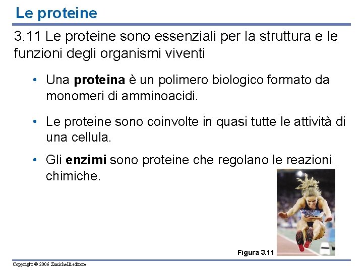Le proteine 3. 11 Le proteine sono essenziali per la struttura e le funzioni