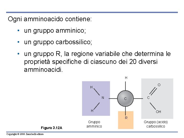 Ogni amminoacido contiene: • un gruppo amminico; • un gruppo carbossilico; • un gruppo