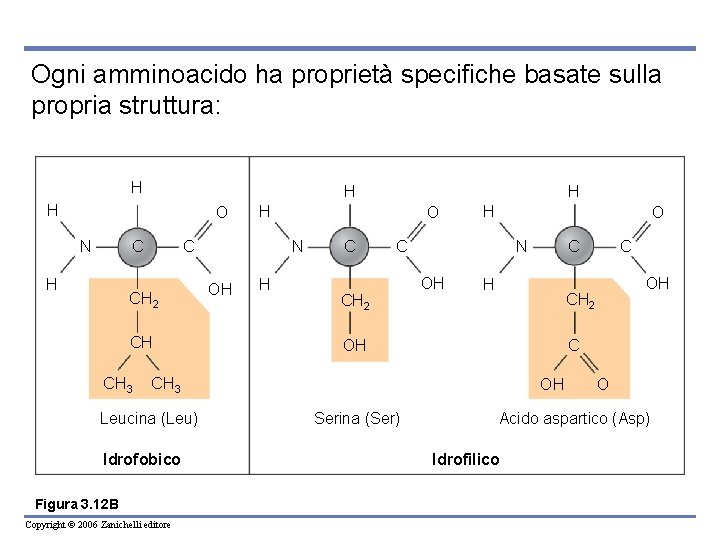 Ogni amminoacido ha proprietà specifiche basate sulla propria struttura: H H H O N