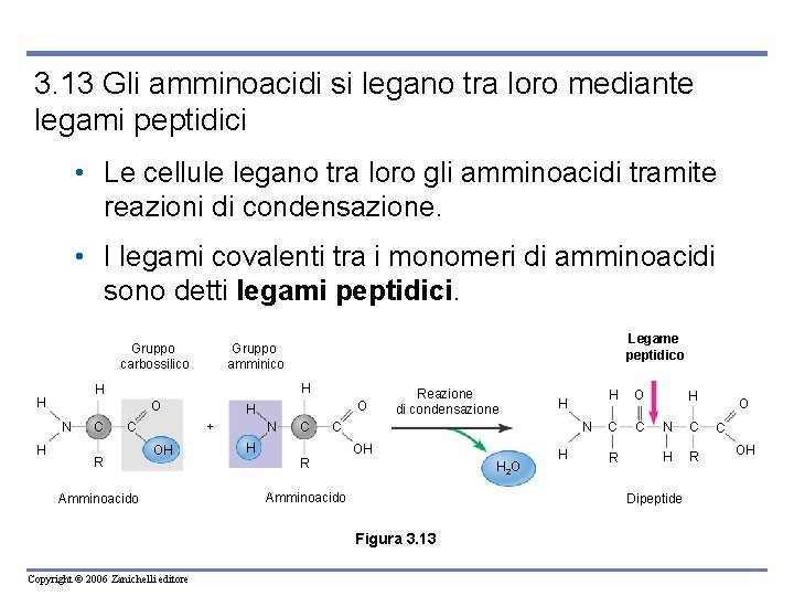 3. 13 Gli amminoacidi si legano tra loro mediante legami peptidici • Le cellule