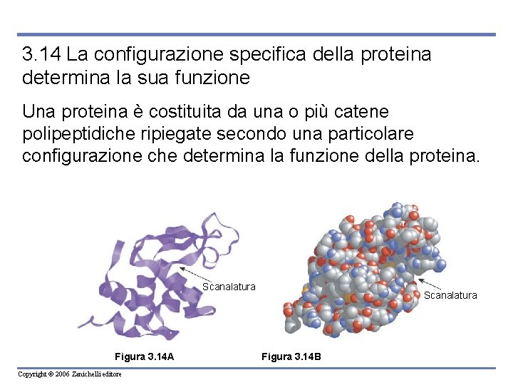 3. 14 La configurazione specifica della proteina determina la sua funzione Una proteina è