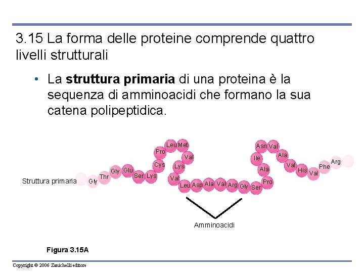 3. 15 La forma delle proteine comprende quattro livelli strutturali • La struttura primaria