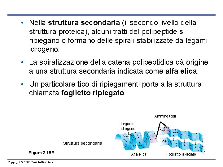  • Nella struttura secondaria (il secondo livello della struttura proteica), alcuni tratti del