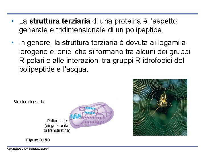  • La struttura terziaria di una proteina è l’aspetto generale e tridimensionale di