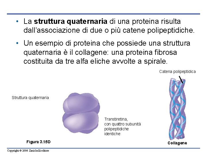  • La struttura quaternaria di una proteina risulta dall’associazione di due o più