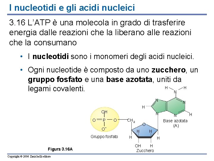 I nucleotidi e gli acidi nucleici 3. 16 L’ATP è una molecola in grado