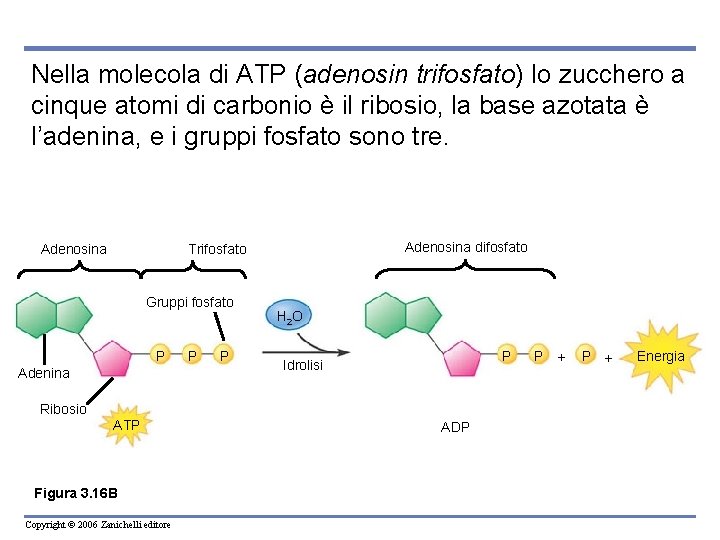 Nella molecola di ATP (adenosin trifosfato) lo zucchero a cinque atomi di carbonio è