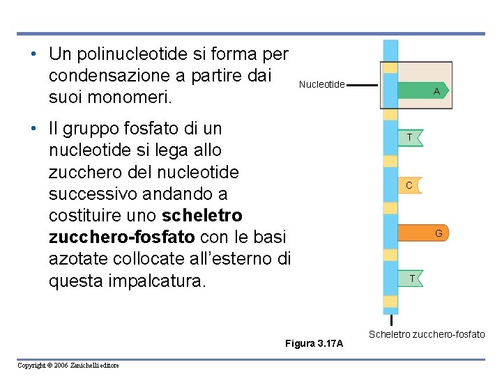  • Un polinucleotide si forma per condensazione a partire dai suoi monomeri. Nucleotide