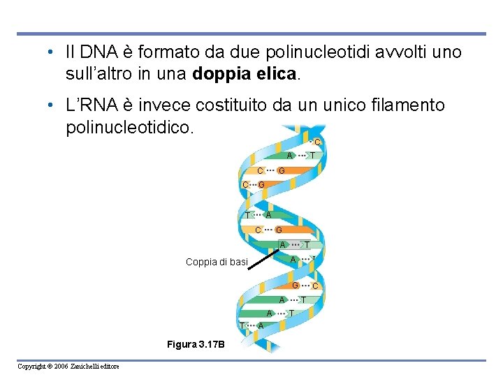  • Il DNA è formato da due polinucleotidi avvolti uno sull’altro in una
