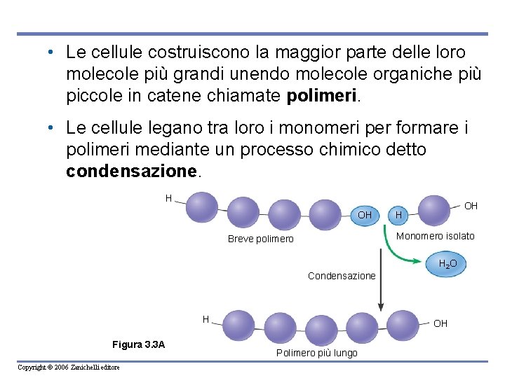  • Le cellule costruiscono la maggior parte delle loro molecole più grandi unendo