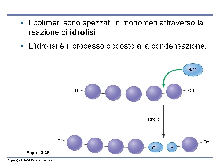  • I polimeri sono spezzati in monomeri attraverso la reazione di idrolisi. •