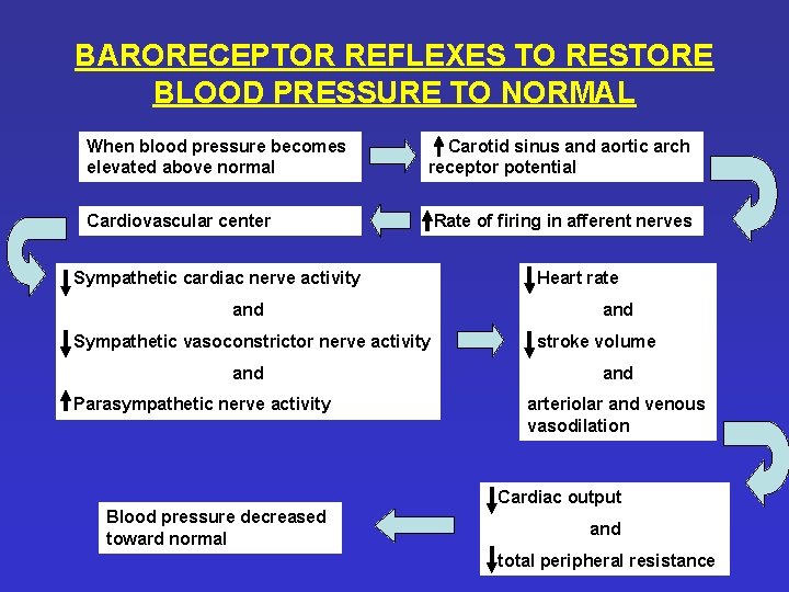 BARORECEPTOR REFLEXES TO RESTORE BLOOD PRESSURE TO NORMAL When blood pressure becomes elevated above