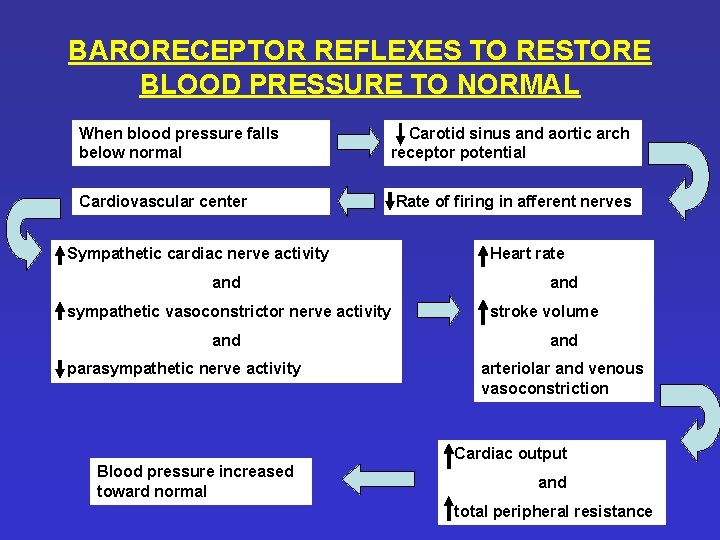 BARORECEPTOR REFLEXES TO RESTORE BLOOD PRESSURE TO NORMAL When blood pressure falls below normal BARORECEPTOR REFLEXES TO RESTORE BLOOD PRESSURE TO NORMAL When blood pressure falls below normal