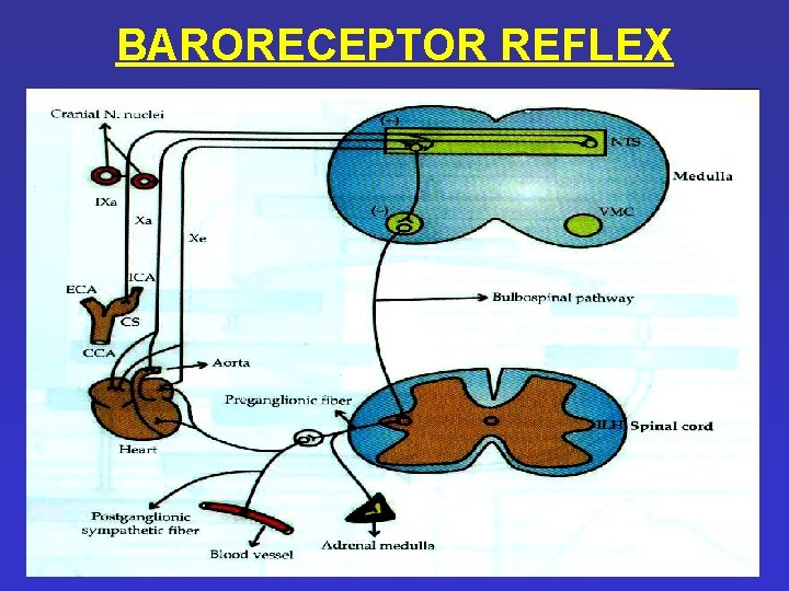 BARORECEPTOR REFLEX 