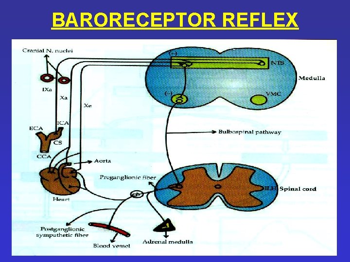 BARORECEPTOR REFLEX BARORECEPTOR REFLEX