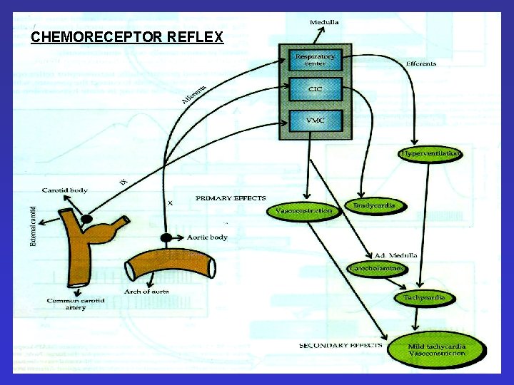 CHEMORECEPTOR REFLEX CHEMORECEPTOR REFLEX
