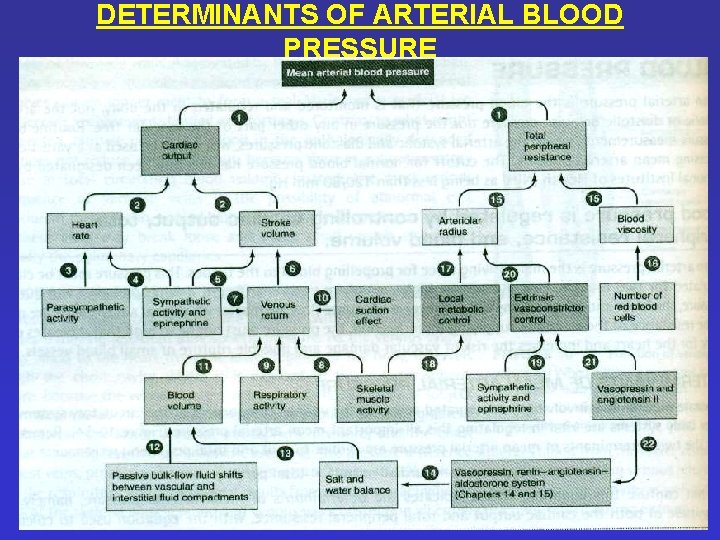 DETERMINANTS OF ARTERIAL BLOOD PRESSURE 