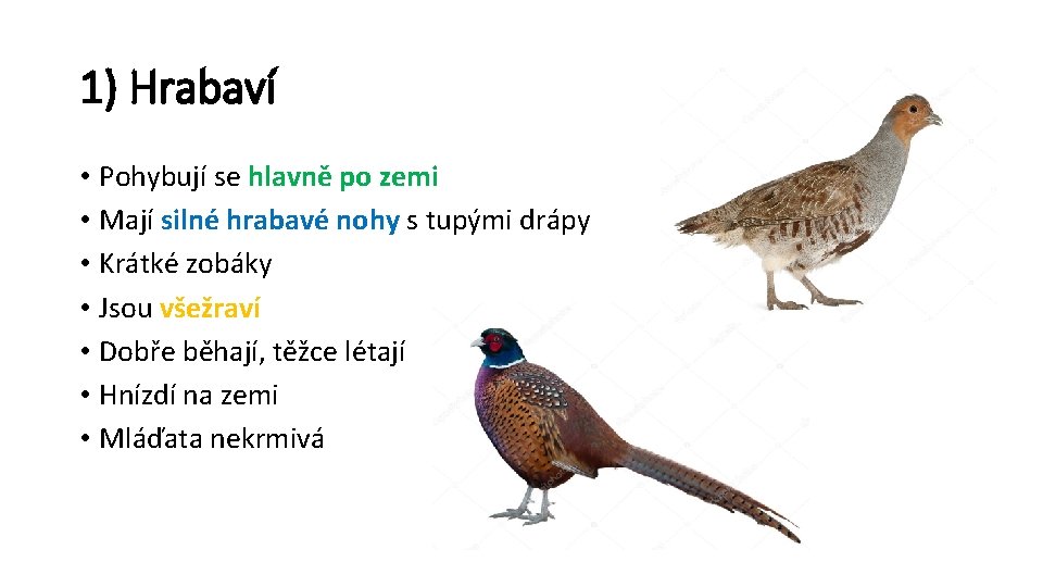 1) Hrabaví • Pohybují se hlavně po zemi • Mají silné hrabavé nohy s