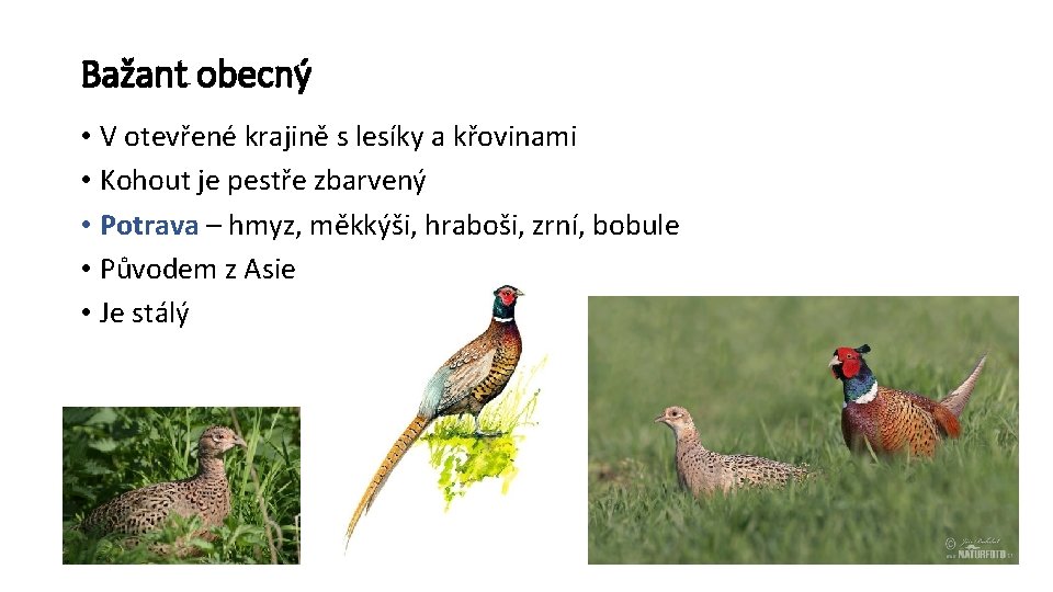 Bažant obecný • V otevřené krajině s lesíky a křovinami • Kohout je pestře