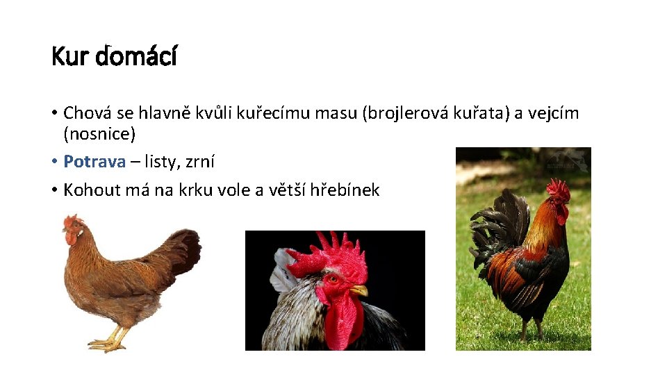 Kur domácí • Chová se hlavně kvůli kuřecímu masu (brojlerová kuřata) a vejcím (nosnice)